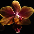 macro foto orchidea